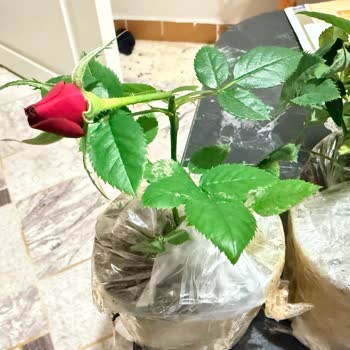 Kırık Güller İçin Hızlı Yeniden Gönderim Talebi: Trendyol Tuffex