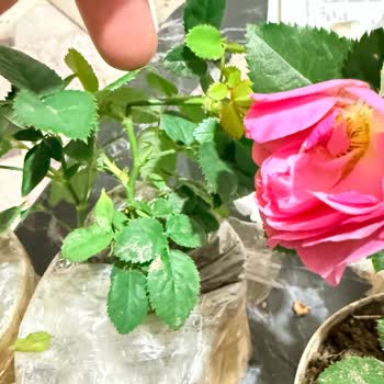 Kırık Mini Gül Fideleri İçin Hızlı Değişim Talebi