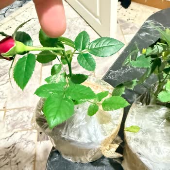 Kırık Mini Gül Fideleri İçin Hızlı Değişim Talebi