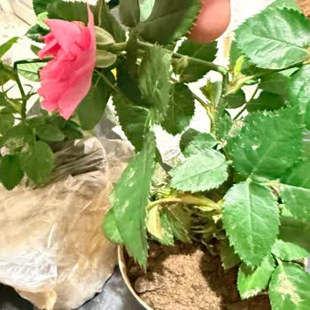 Kırık Mini Gül Fideleri İçin Hızlı Değişim Talebi