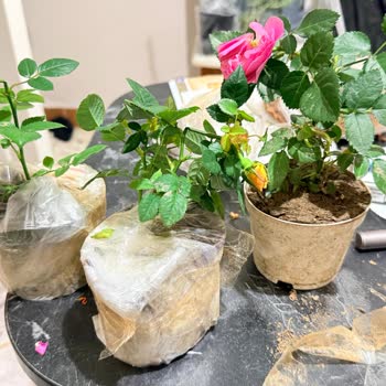 Kırık Mini Gül Fideleri İçin Hızlı Değişim Talebi