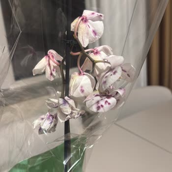 Migros Sanal Market’ten Solmuş Orkide Ve Hatalı Değişim, Ücret İadesi Talebi