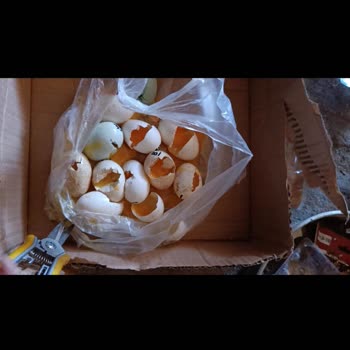 Brahmasustavuklari.com Dölsüz Yumurta Gönderdi