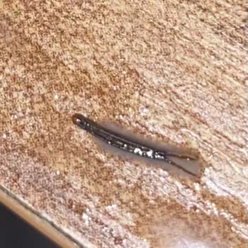 Fellas Granola Paketi İçinde Yabancı Cisim Ve Gıda Güvenliği Endişesi