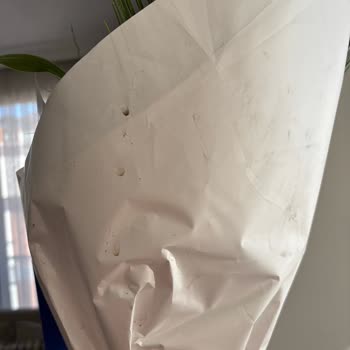 Hızlı Çiçek | Hizlicicek.com Lilyumlar Hayal Kırıklığı