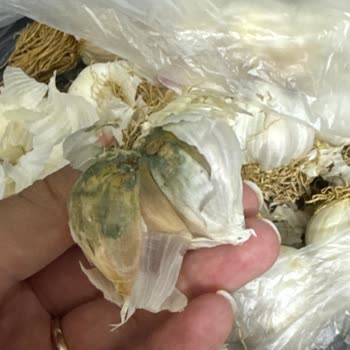 Muz Ve Sarımsakta Küf Ücret İadesi Ve Sorumluların İşlem Görmesi Talebi