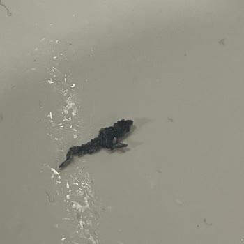 Purest Solutions Toz Peeling Ürünün İçindeki Yabancı Madde Nedeniyle Değişim Talebi