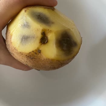 Mağaza, Hediye Çekiyle Alınan Kırık Oyuncak Ve Çürük Patateslerin İadesini Reddetti