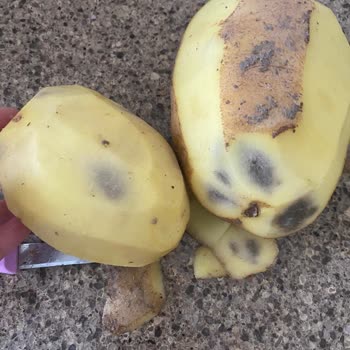 Mağaza, Hediye Çekiyle Alınan Kırık Oyuncak Ve Çürük Patateslerin İadesini Reddetti