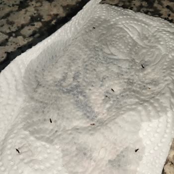 BİM'den Aldığım Açılmamış Baldo Pirinçinde Böceklenme