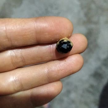 Bebek İçin Satın Alınan Çıtır Atıştırmalıkta Yabancı Madde