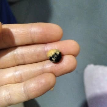 Bebek İçin Satın Alınan Çıtır Atıştırmalıkta Yabancı Madde