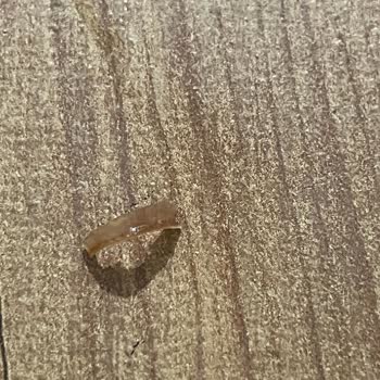 Knorr Domates Çorbasında İnsan Tırnağı Bulunması Gıda Güvenliği Krizi