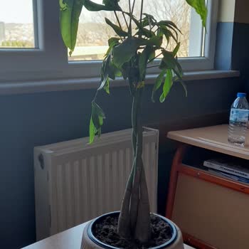 Çiçek Teslimatında Ölü Ve Bakımsız Çiçekler, Özensiz Not Ve İade Sorunu