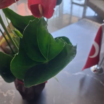 Hasarlı Çiçek Teslimatı Ve Cevapsız Müşteri Hizmetleri