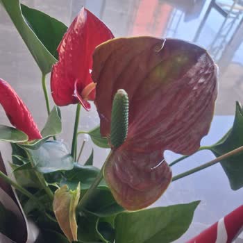 Hasarlı Çiçek Teslimatı Ve Cevapsız Müşteri Hizmetleri