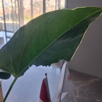 Hasarlı Çiçek Teslimatı Ve Cevapsız Müşteri Hizmetleri