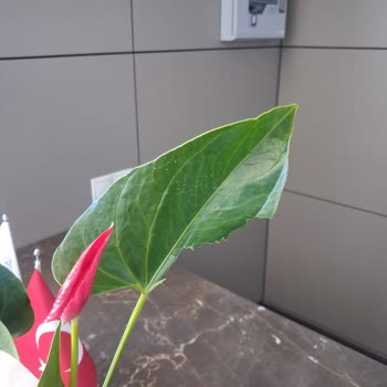 Hasarlı Çiçek Teslimatı Ve Cevapsız Müşteri Hizmetleri