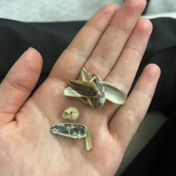 BİM Şubesinde Ürünlerde Hijyen Problemi: Cips Paketi İçinde Saç, Çekirdekte Salyangoz