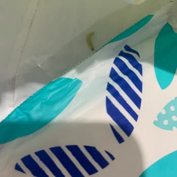 Molped Hijyen Pedinde Böcek Sorunu