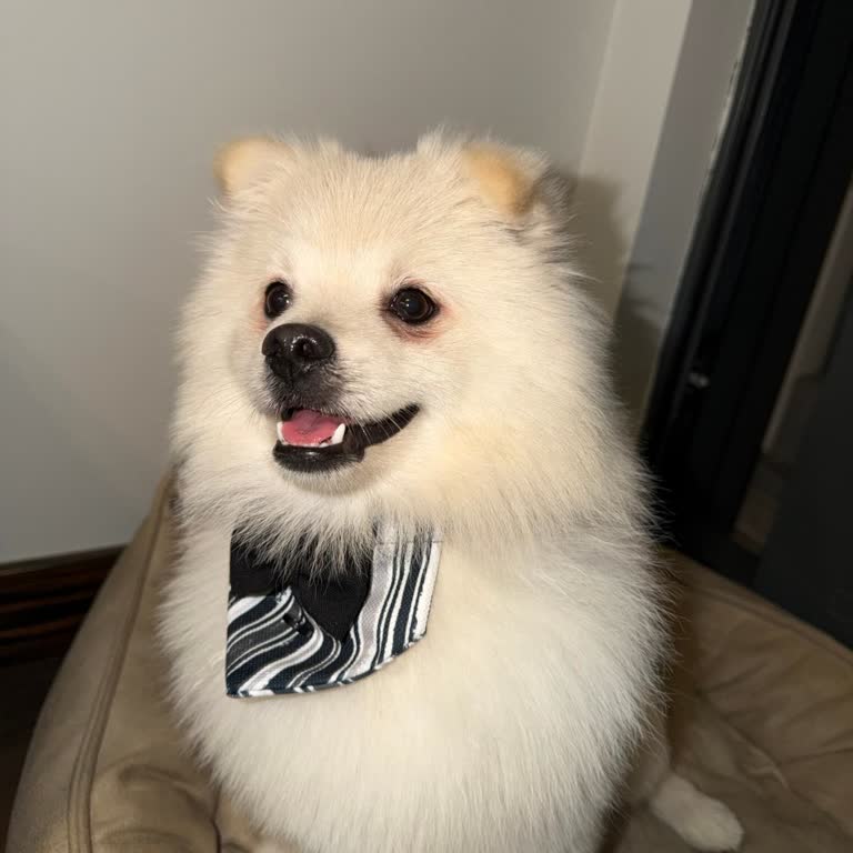 Güvenlik Görevlisinin Köpek İçeri Alımındaki Tutarsız Ve Kaba Tutumu