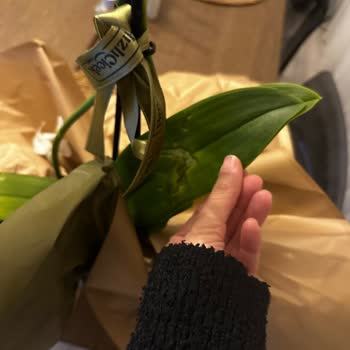 Hızlı Çiçek | Hizlicicek.com Ayıplı Ölü Orkide!