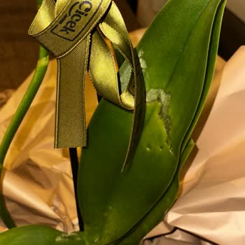 Hızlı Çiçek | Hizlicicek.com Ayıplı Ölü Orkide!