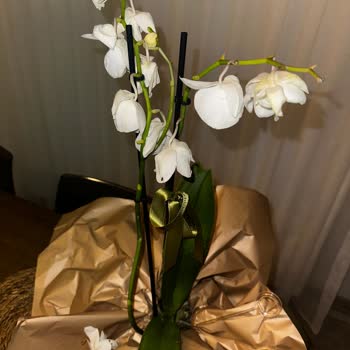 Hızlı Çiçek | Hizlicicek.com Ayıplı Ölü Orkide!