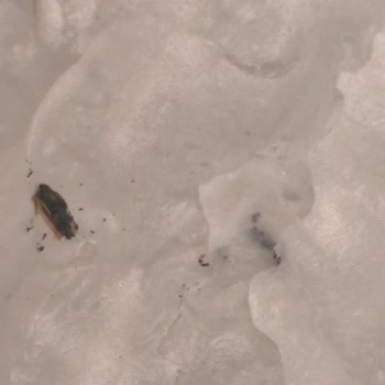 Kral Güllaç'ta Belirsiz Siyah Parçalar Ve Hijyen Endişesi