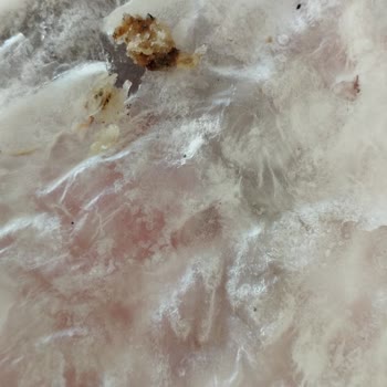 Kral Güllaçta Hijyen Krizi Üç Mağazada Kurt Ve Güve