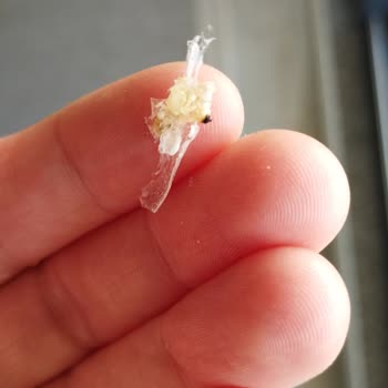 Kral Güllaçta Hijyen Krizi Üç Mağazada Kurt Ve Güve