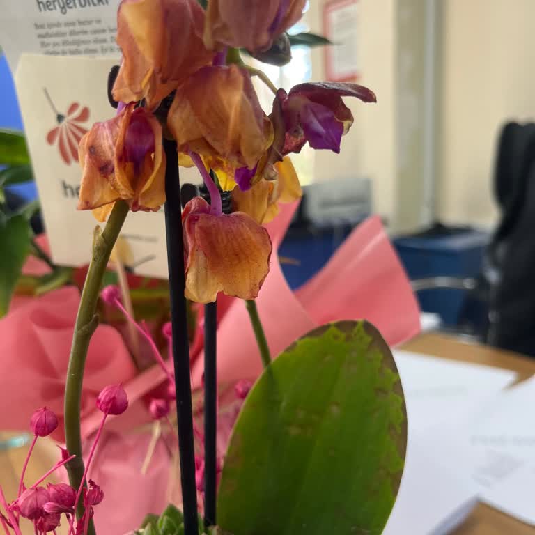 Heryerbitki’den Gelen Çiçeklerde Çürük Ve Ezilme