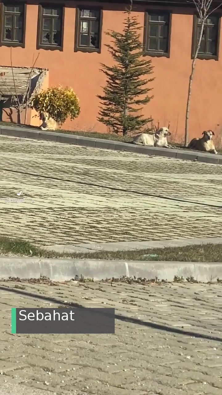 Eskişehir Büyükşehir Belediyesi Tasigo Otel Etrafı Başıboş Saldırgan Köpeklerden Korkuyoruz! videonun kapak resmi