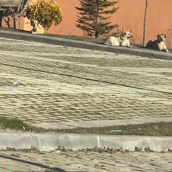 Eskişehir Büyükşehir Belediyesi Tasigo Otel Etrafı Başıboş Saldırgan Köpeklerden Korkuyoruz!