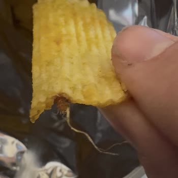 Ruffles Peynir Soğanlı Cips’te Böcek Ve Filizli Patates Şok Edici Şikayet