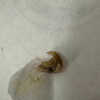 Migros Buca Şubesinde Dois Nugget Menüsünde Böcek Tespiti