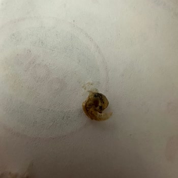 Migros Buca Şubesinde Dois Nugget Menüsünde Böcek Tespiti