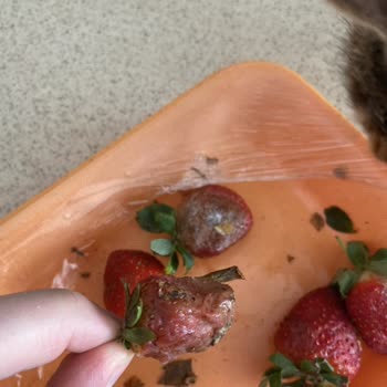 Kilpa Market Çileklerin 7–8 Tanesinin Bozuk, Kararmış Ve Çürümüş Olduğunu Gördüm