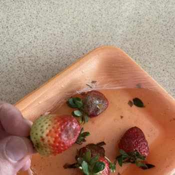 Kilpa Market Çileklerin 7–8 Tanesinin Bozuk, Kararmış Ve Çürümüş Olduğunu Gördüm