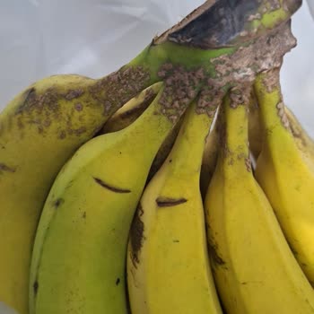 Bozulmuş Muzlar İçin İade Talebi