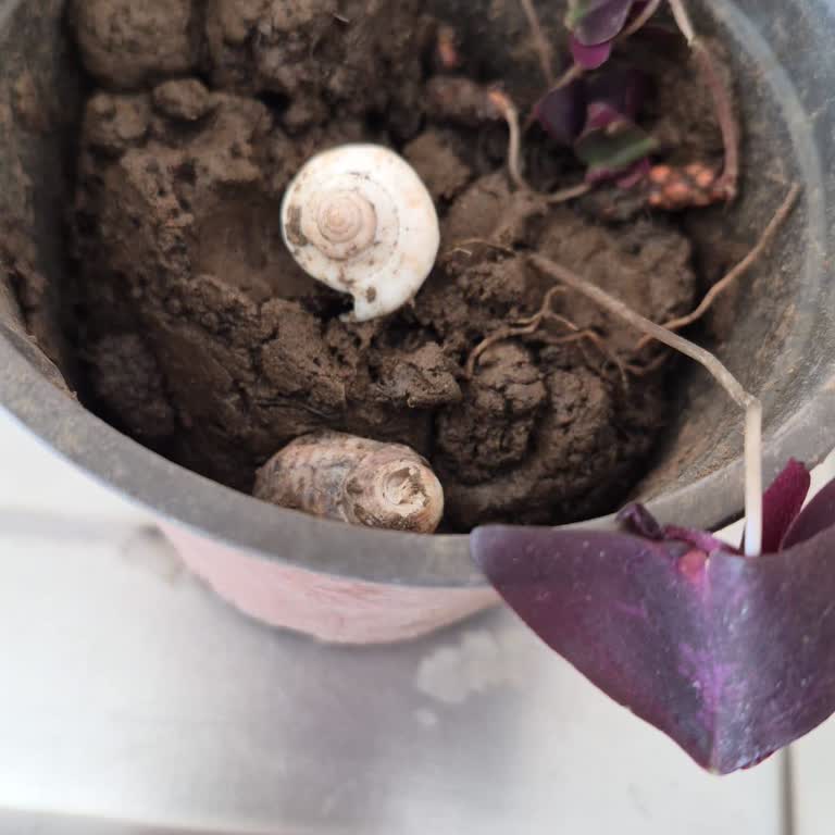 Botanikmarket.org İade Etmek İsteyince Engelledi