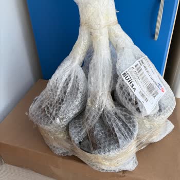 Yanıltıcı Reklamla Satılan Kuru Yaban Mersini Fidesi İçin Tam Geri Ödeme Talebi