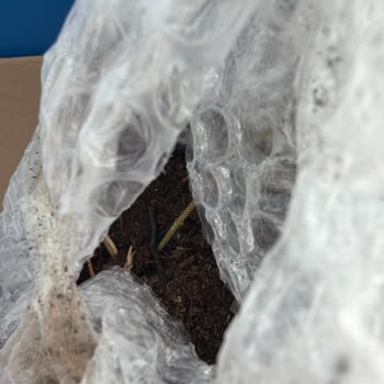 Yanıltıcı Reklamla Satılan Kuru Yaban Mersini Fidesi İçin Tam Geri Ödeme Talebi