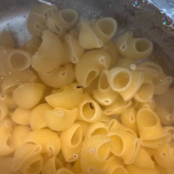 Filiz Mantı Makarna’da Böcekli Sıvı Şoku Ve Güven Kaybı