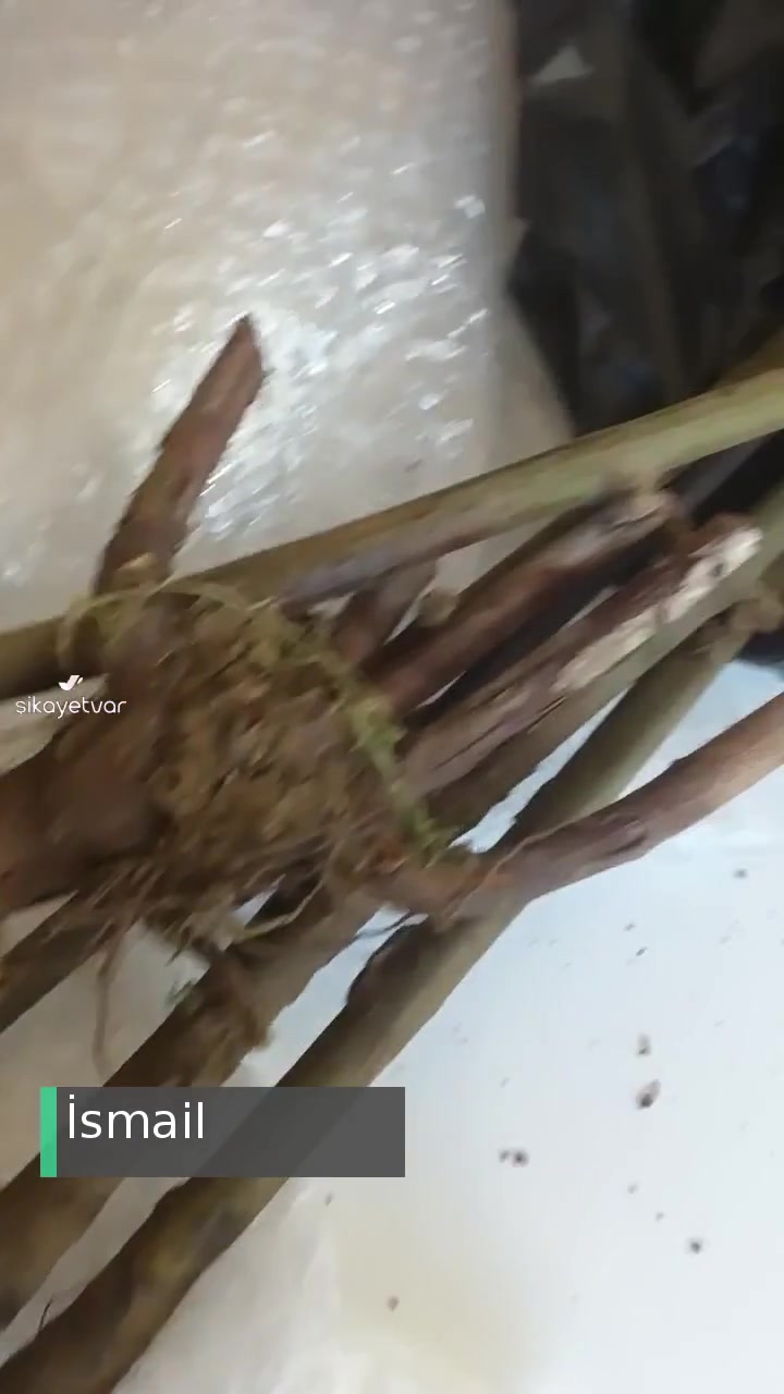 Fest Danışmanlık Ve Depolama Yanılttı! videonun kapak resmi