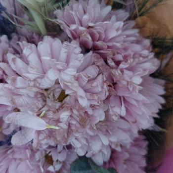 Teslim Edilen Çiçekler Solmuş Ve İade Talebim Reddedildi