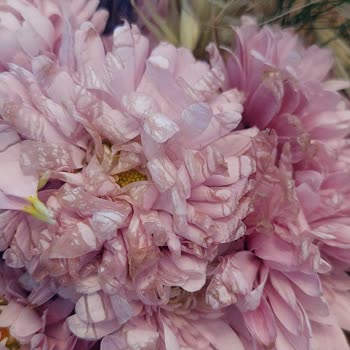 Teslim Edilen Çiçekler Solmuş Ve İade Talebim Reddedildi