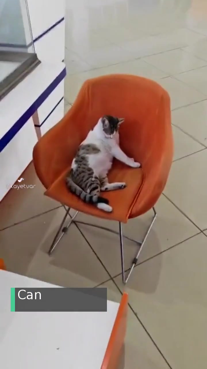 Antalya Muratpaşa Belediyesi Binasında Mevzuata Aykırı Şekilde Kedi Bakılması videonun kapak resmi