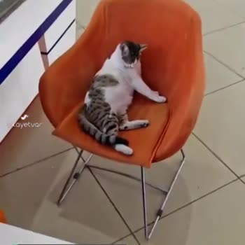 Antalya Muratpaşa Belediyesi Binasında Mevzuata Aykırı Şekilde Kedi Bakılması