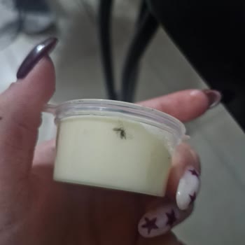 Ohannes Burger Sosunda Sinek Tespiti Hijyen Şikayeti